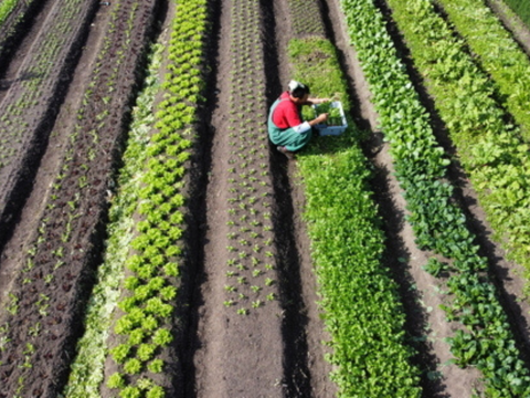 Our farms