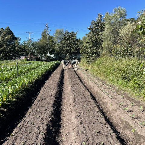 Sponsor a Garden Bed