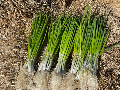 MYO - Spring Onion (Shallots)- Bunch - Regenerative Organic