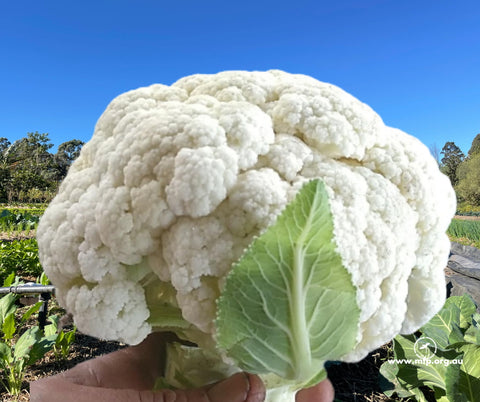 MYO - Cauliflower - 500 grm - Regenerative Organic