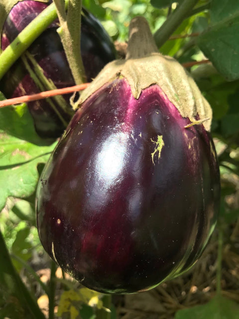MYO - Eggplant  - 500g - Regenerative Organic