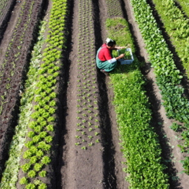 The Mini Farm Project – minifarmproject