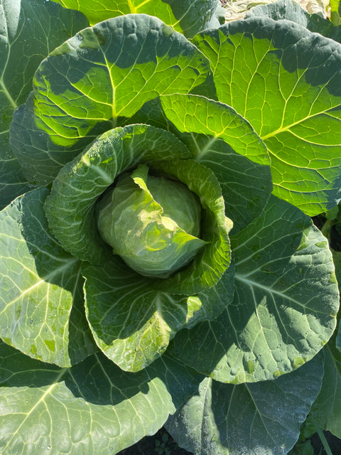 MYO - Cabbage - each - Regenerative Organic