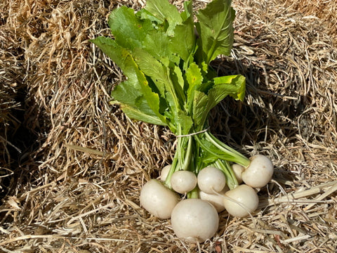 MYO - Hakurei Salad Turnip - Bunch - Regenerative Organic